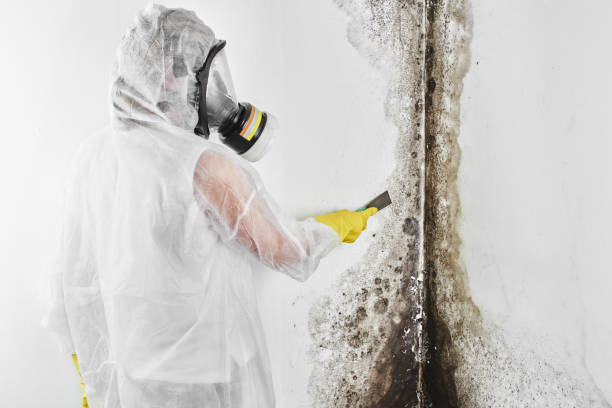 Trusted Carbondale, PA Mold Removal Experts