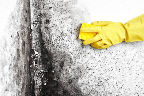 Crawl Space Mold Removal in Carbondale, PA