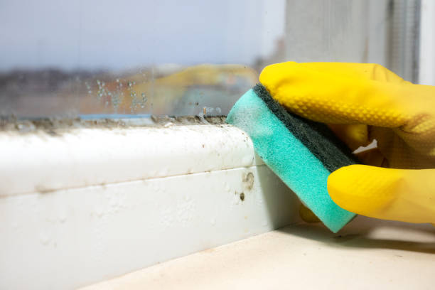 Best Home Mold Removal  in Carbondale, PA