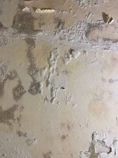 Best Mold Testing  in Carbondale, PA