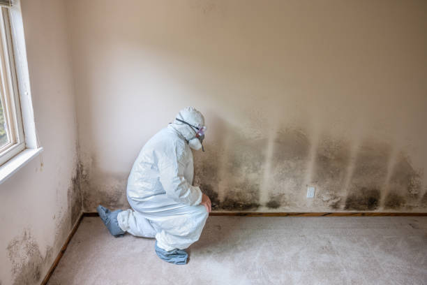 Best Black Mold Removal  in Carbondale, PA